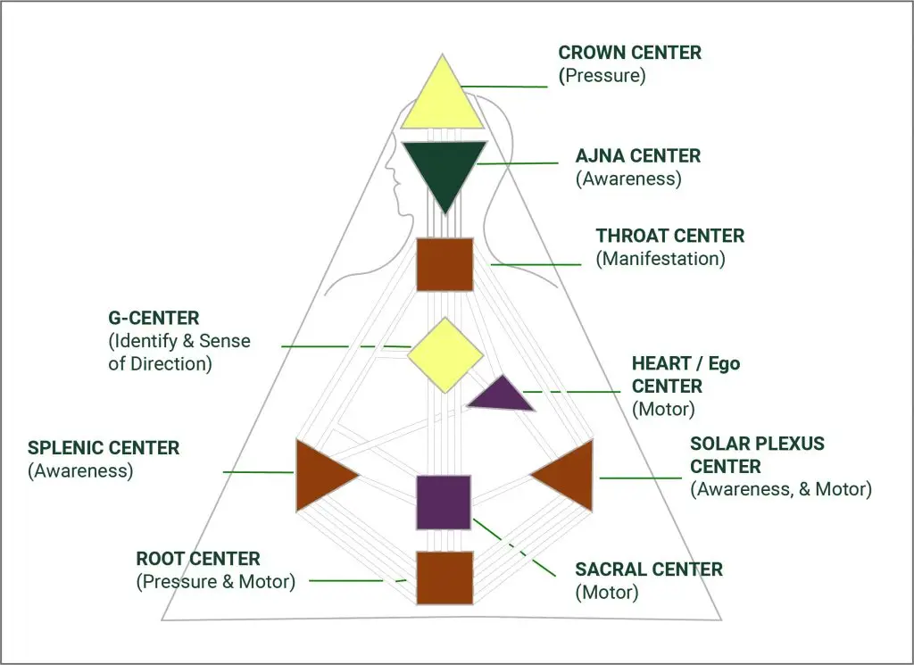 The Energy Center Types in the Human Design System